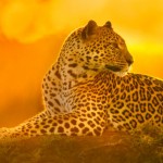 Leopardess at Sunset