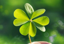 Talih, emekleriniz karşısında diz çökecektir.